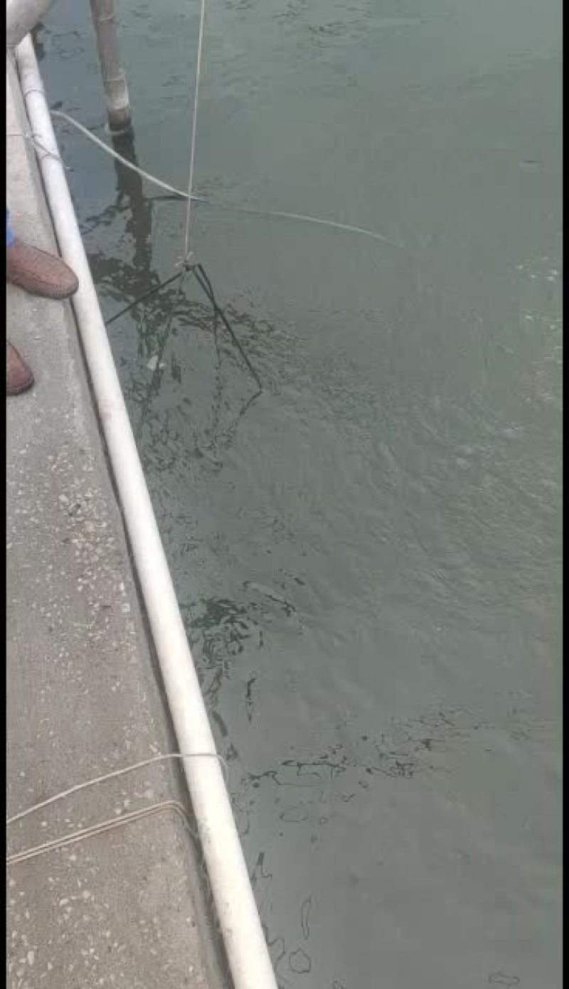 南美对虾欢迎新老客户订购。