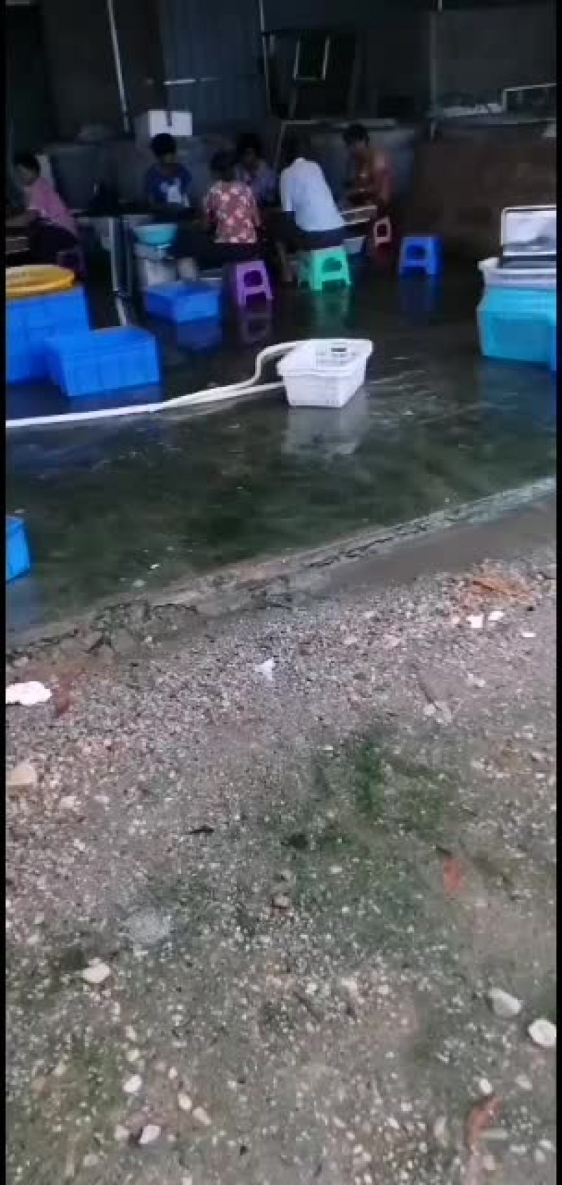 原生态水库白条鱼，一手货源