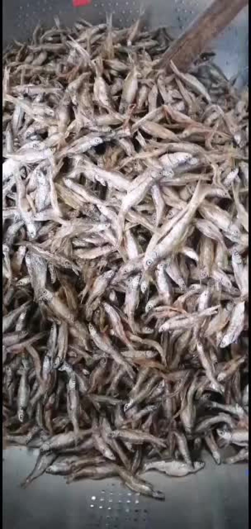 原生态水库白条鱼，一手货源