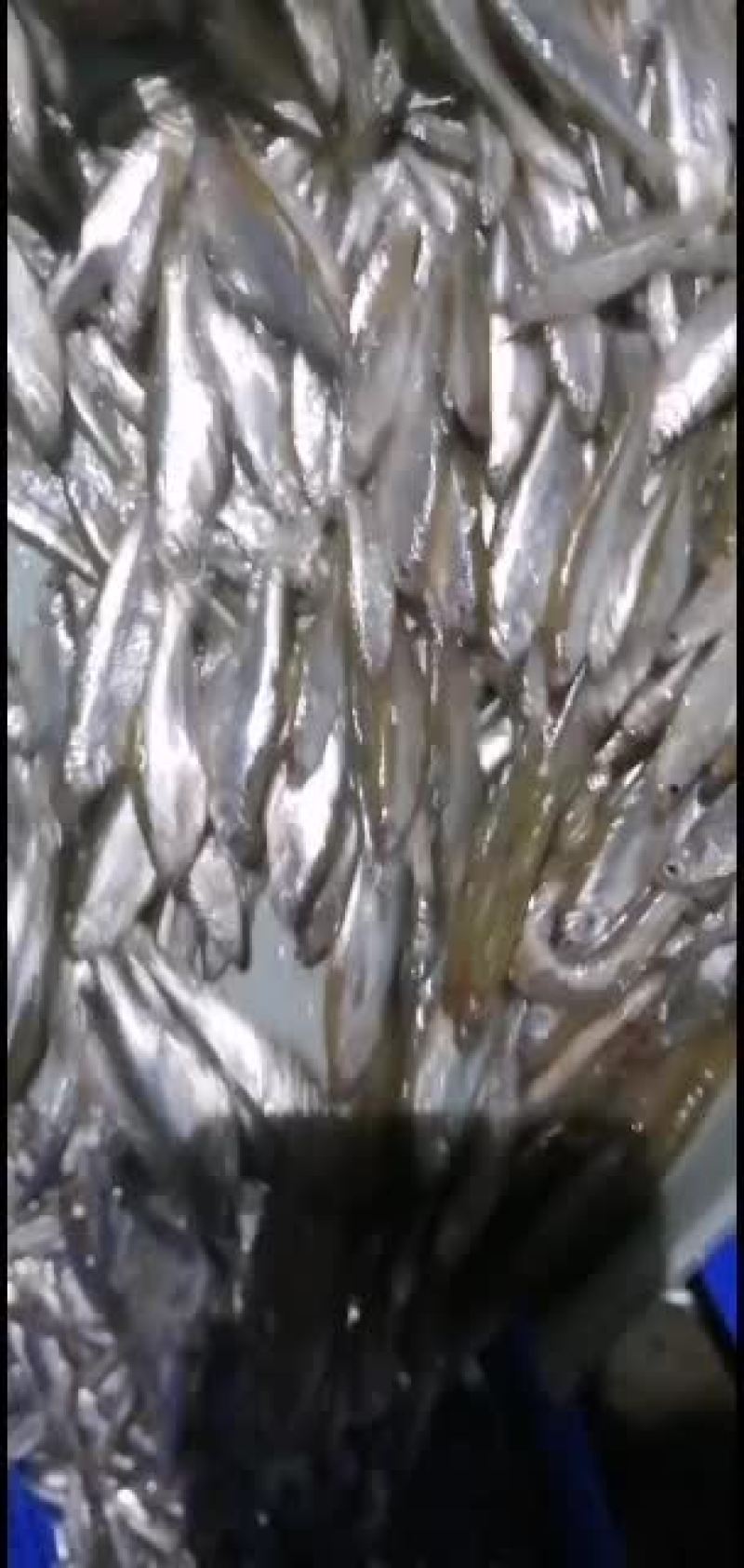 原生态水库白条鱼，一手货源