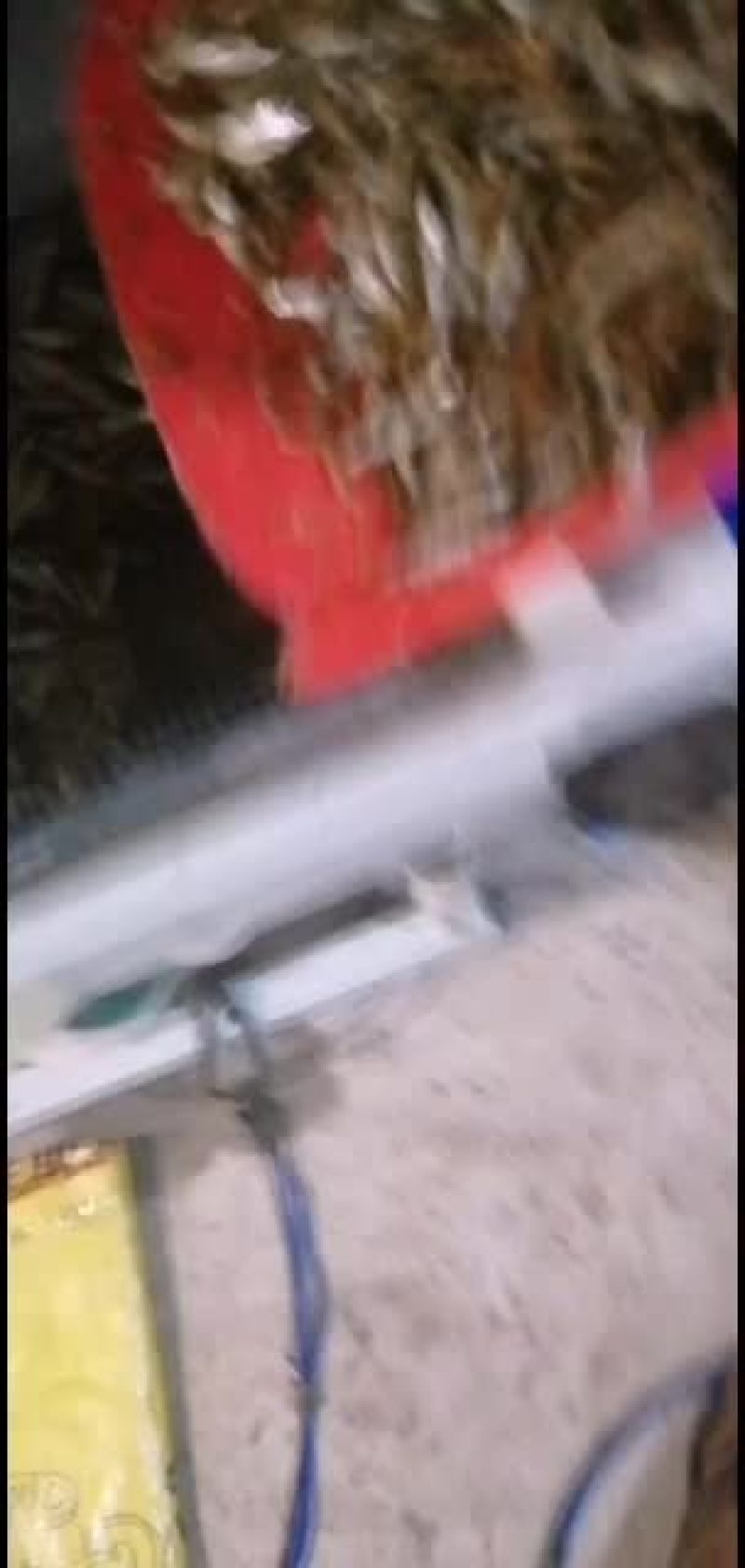 原生态水库白条鱼，一手货源