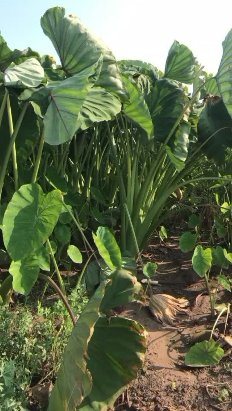 荔浦芋头好吃不上火，头一年种植