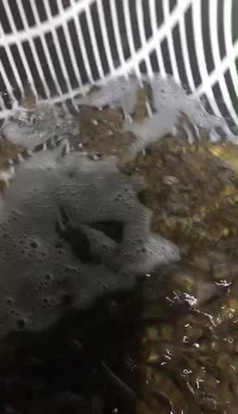 光唇鱼苗石斑鱼苗一斤300尾左右