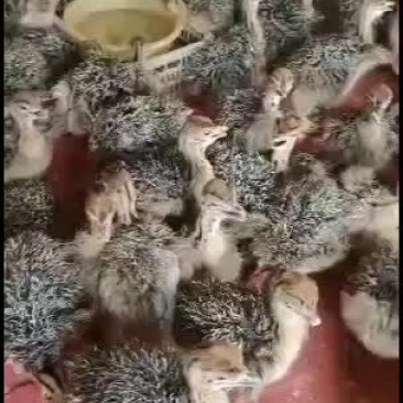 非洲鸵鸟苗，出售中，喜欢的联系我，价格不高