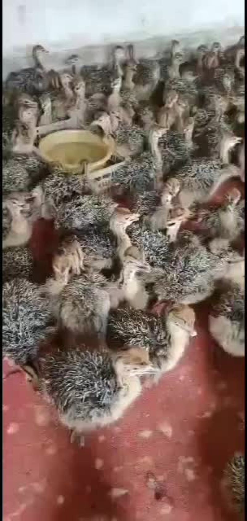 非洲鸵鸟苗，出售中，喜欢的联系我，价格不高
