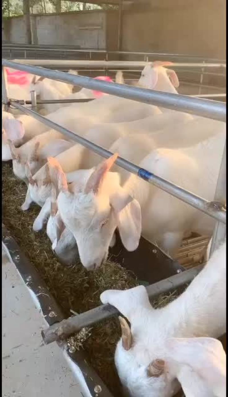 美国白山羊，出售中，公母都有，价格不高，喜欢的与我联系