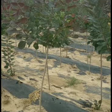红栌树苗山东1公分2公分3公分美国红栌价格