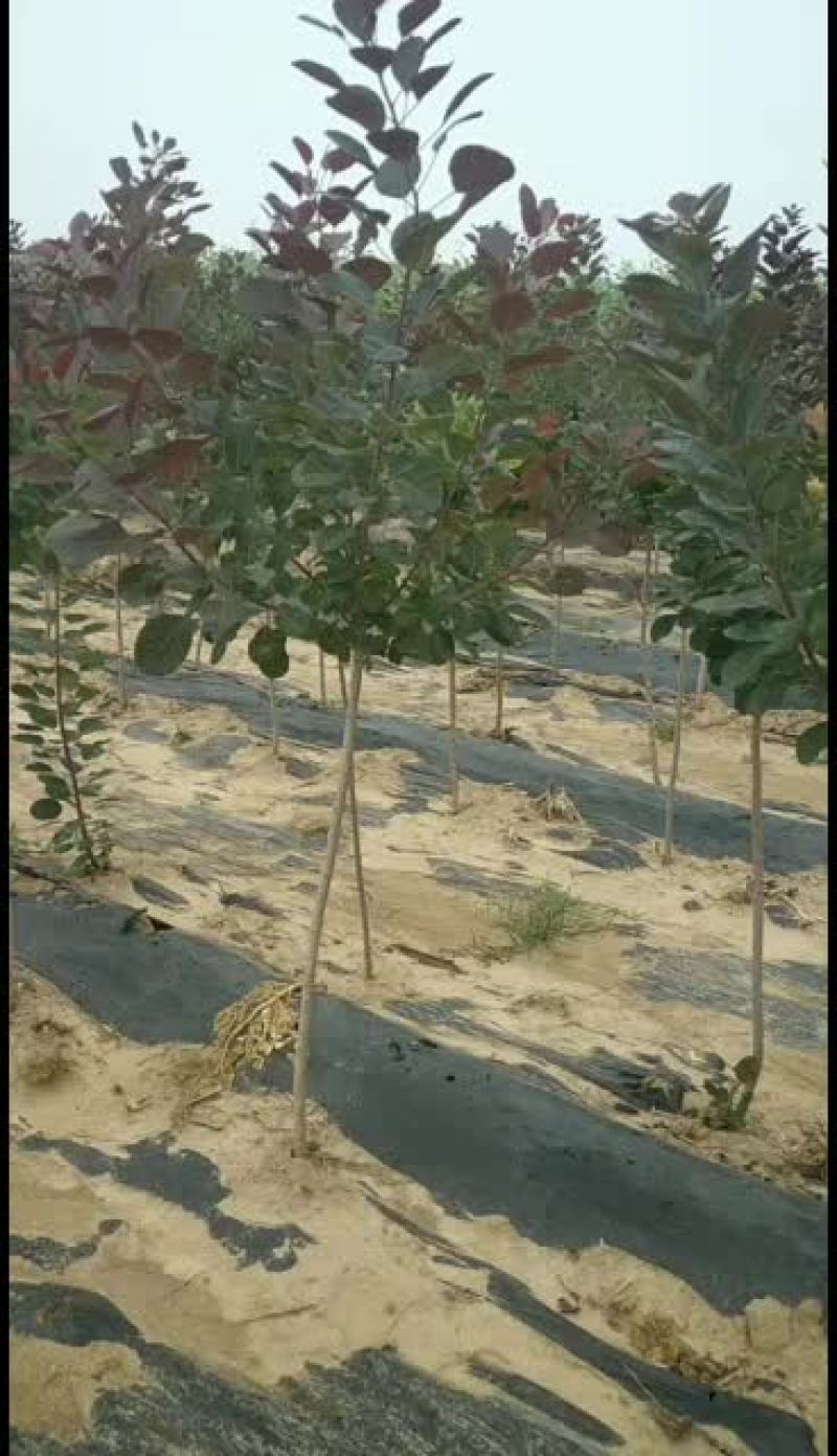 红栌树苗山东1公分2公分3公分美国红栌价格