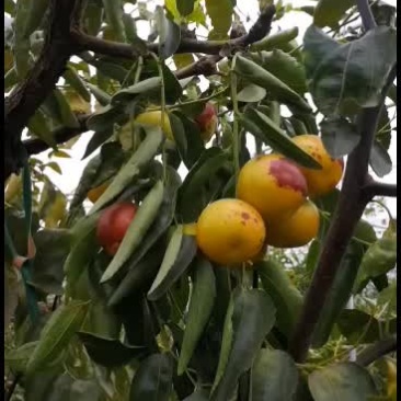 沾化冬枣电商对接一件代发拥有自己的大型场地，专业收货团