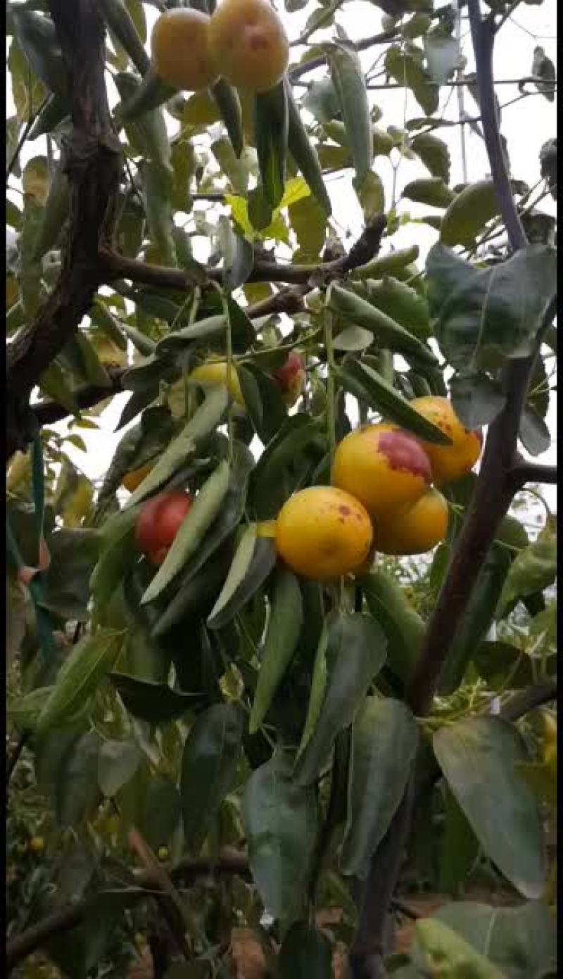 沾化冬枣电商对接一件代发拥有自己的大型场地，专业收货团