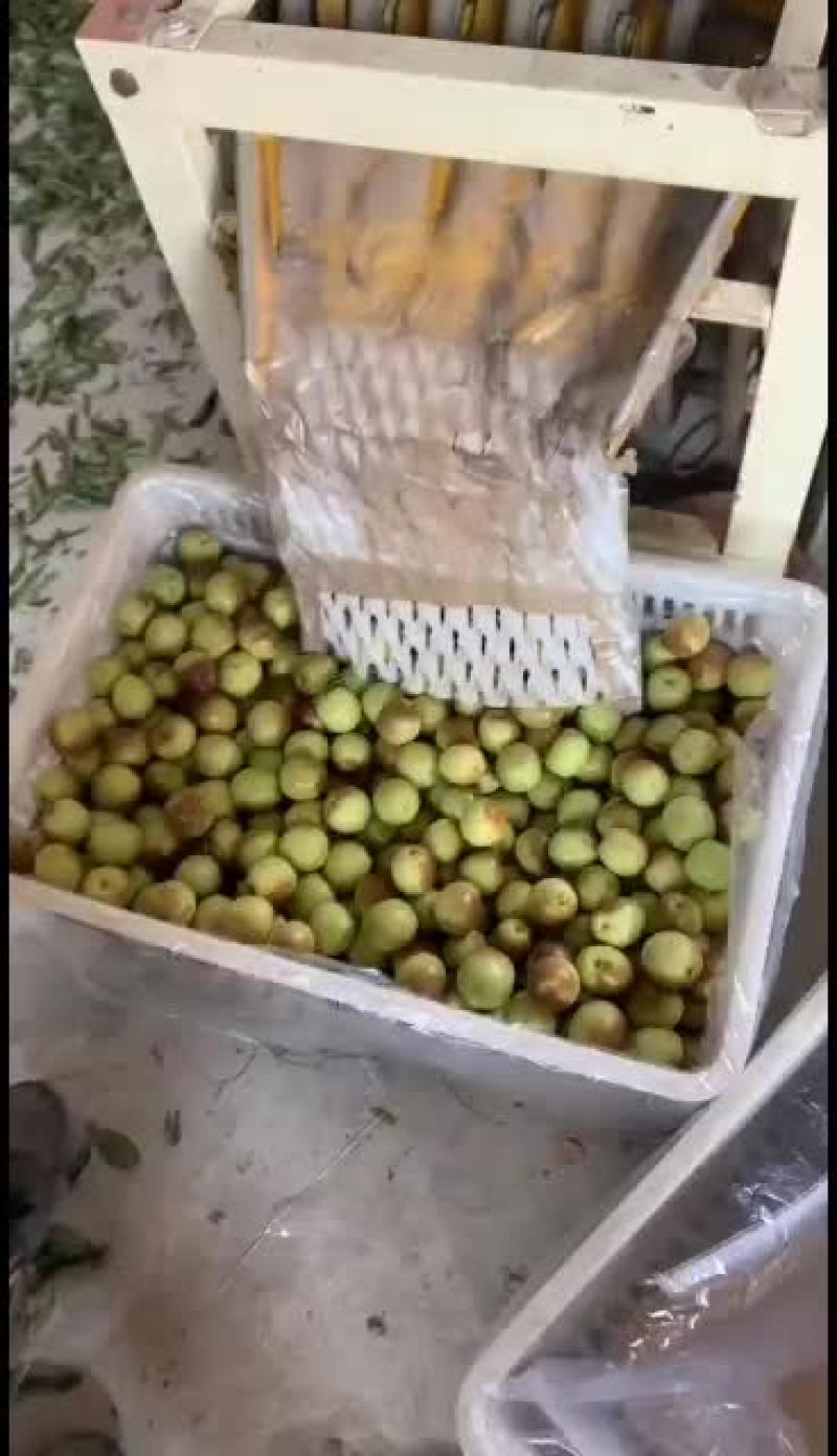 露地冬枣好货：大量好