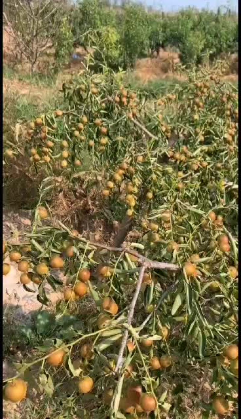 露地冬枣好货：大量好