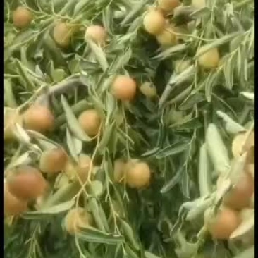 露地冬枣好货：大量好