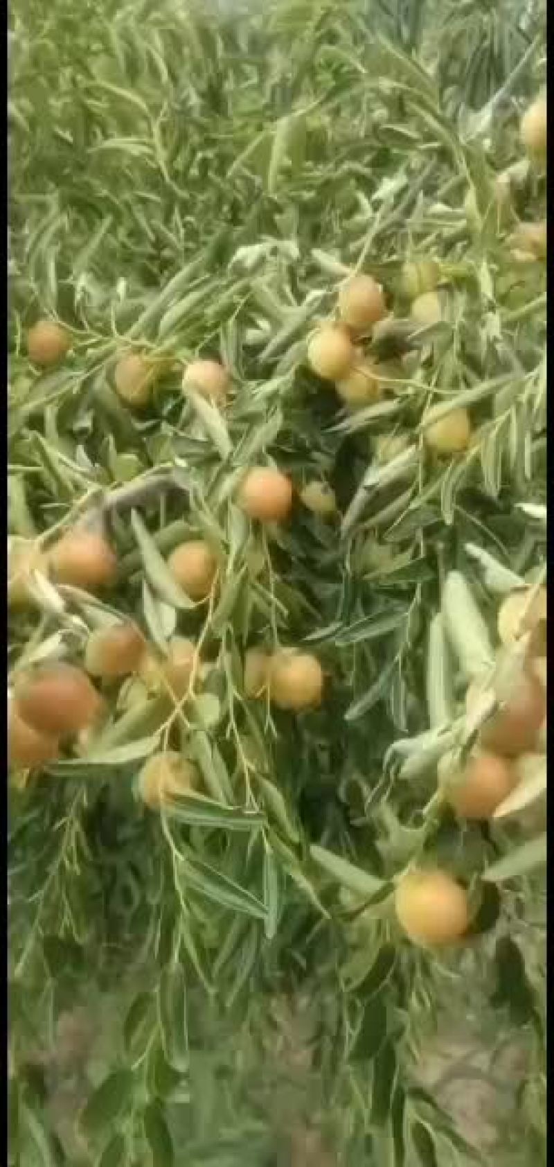 露地冬枣好货：大量好