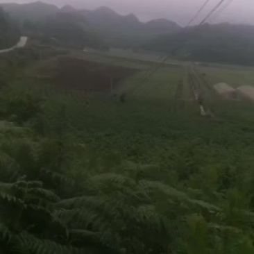 出租蔬菜基地，水电路三通有保障，地里设备齐全，海拨1千七