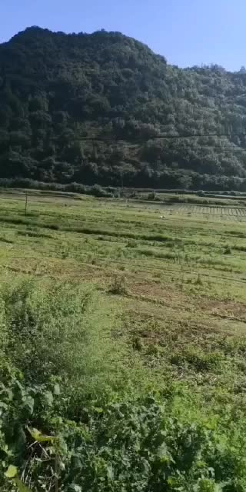 出租蔬菜基地，水电路三通有保障，地里设备齐全，海拨1千七