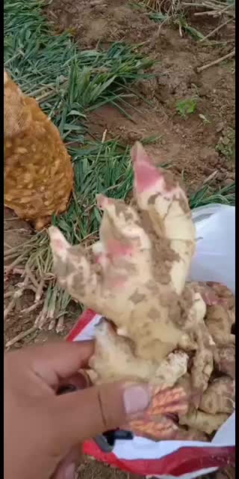次姜正常销售中.欢迎采购