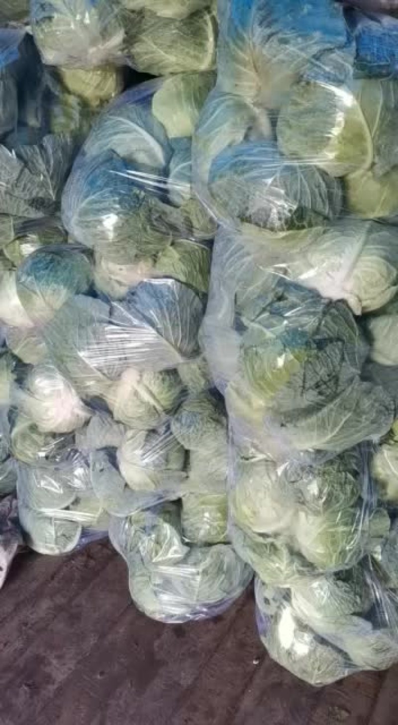 有要大头菜的连系我物美价廉
