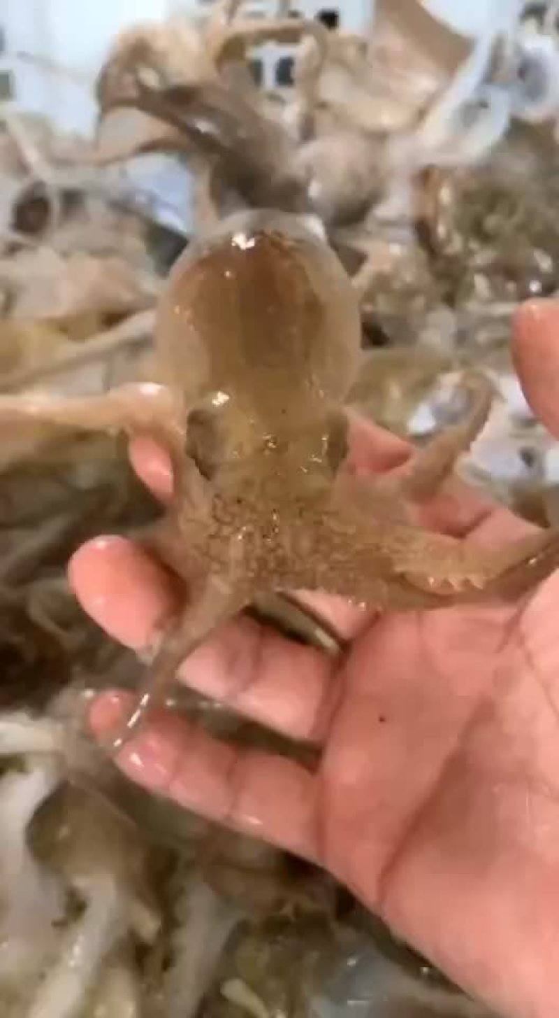 北部湾新鲜码头直供八爪鱼（章鱼）批发