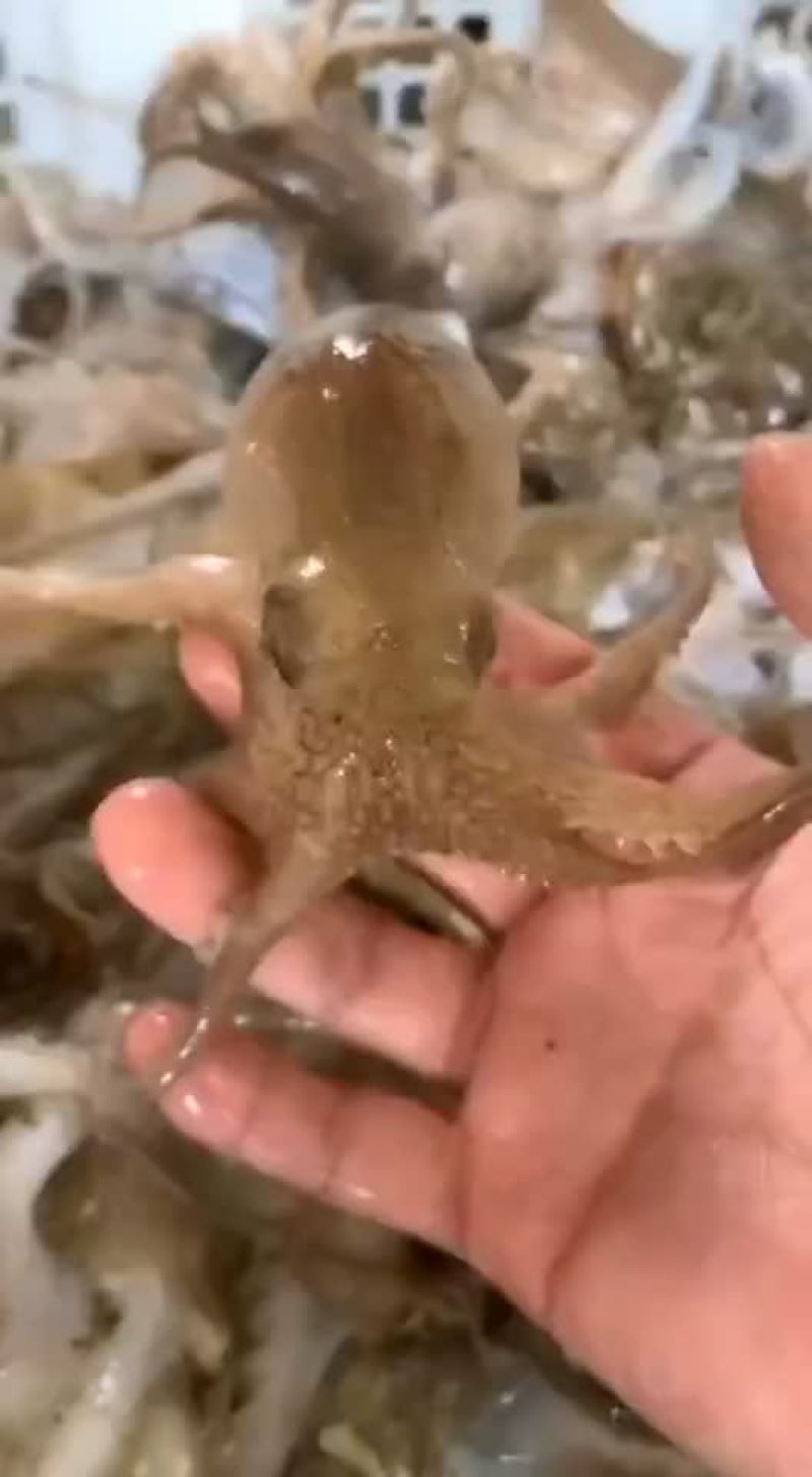 北部湾新鲜码头直供八爪鱼（章鱼）批发