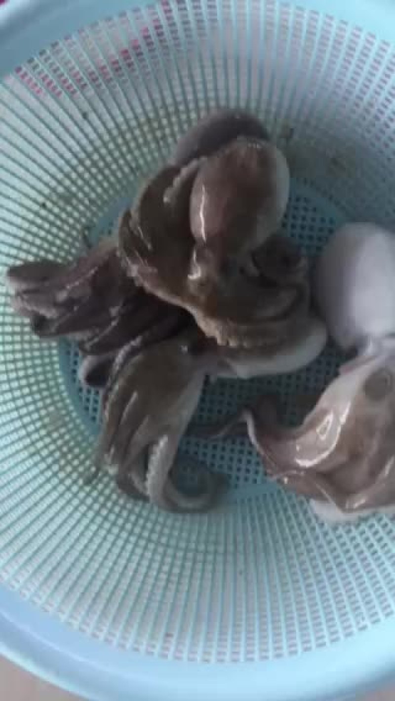 北部湾新鲜码头直供八爪鱼（章鱼）批发