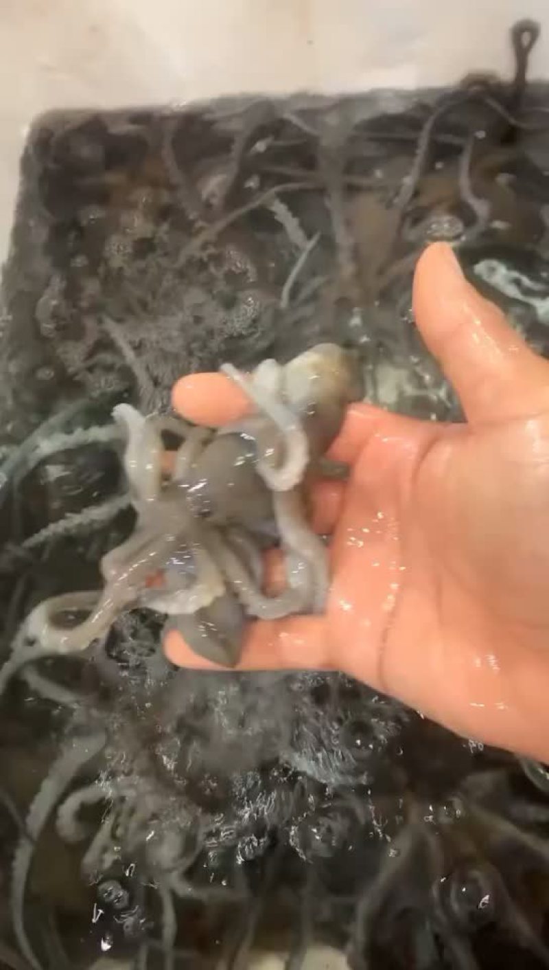 北部湾新鲜码头直供八爪鱼（章鱼）批发
