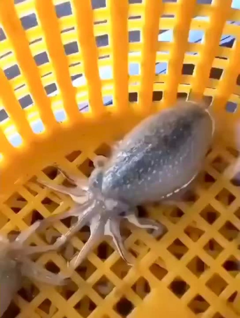北部湾新鲜码头直供八爪鱼（章鱼）批发
