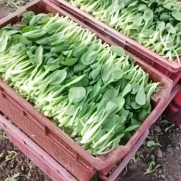 鸡毛菜！质量保证价格合理！欢迎订购