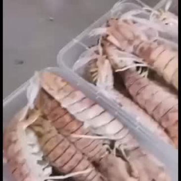 天然海鲜皮皮虾海鲜长期供应