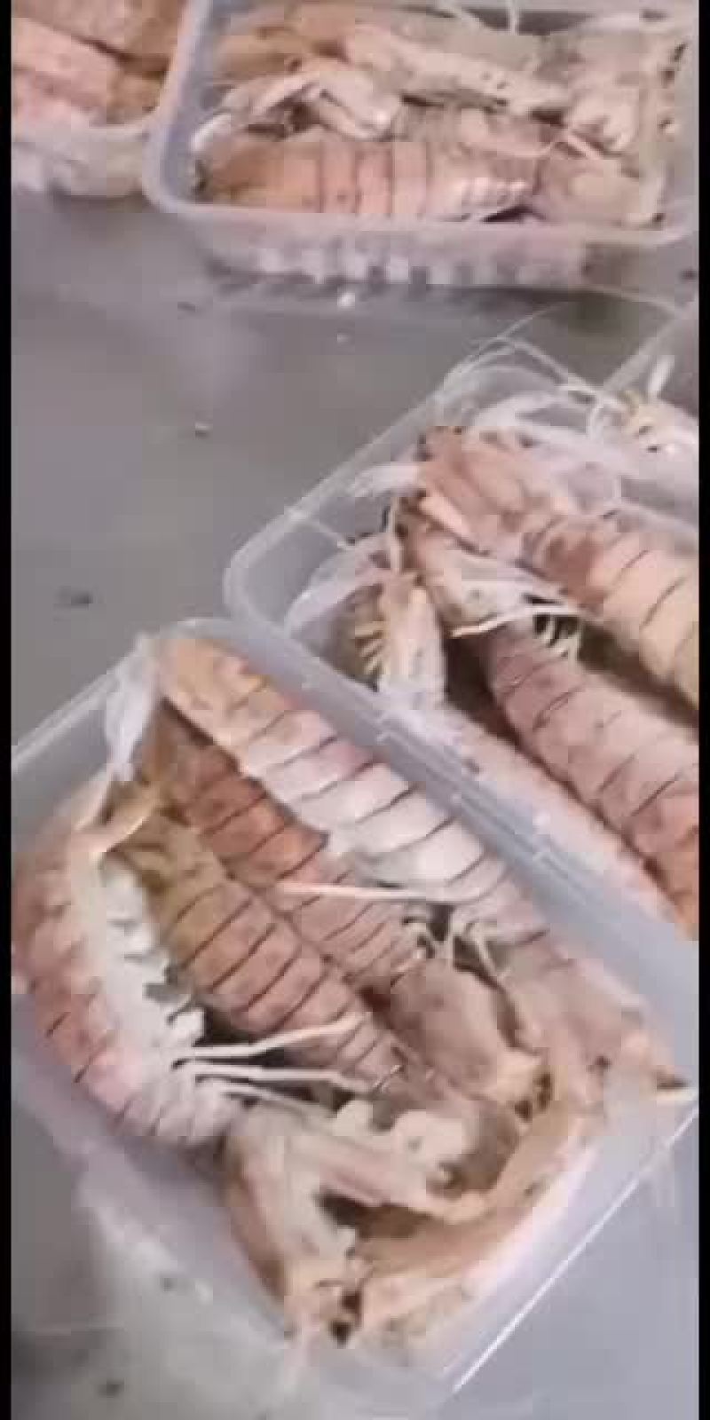 天然海鲜皮皮虾海鲜长期供应