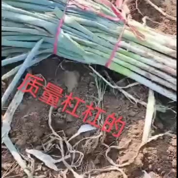 本人常年供应精品长白大葱