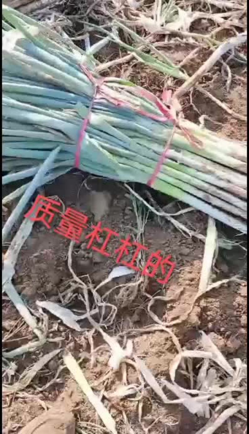 本人常年供应精品长白大葱