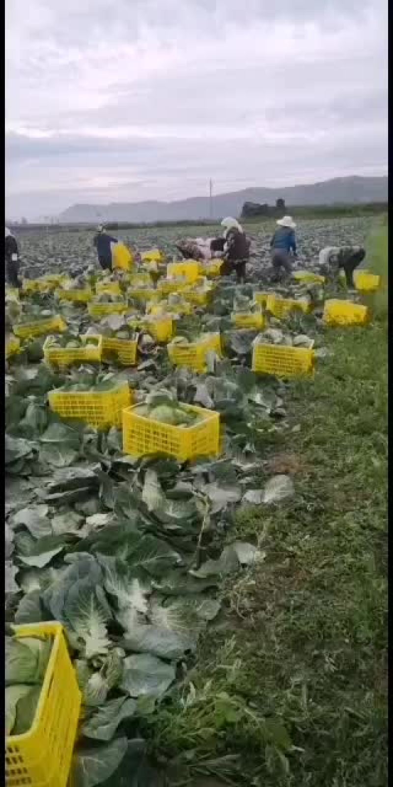 铁头甘蓝已上市，要朋友速度。
