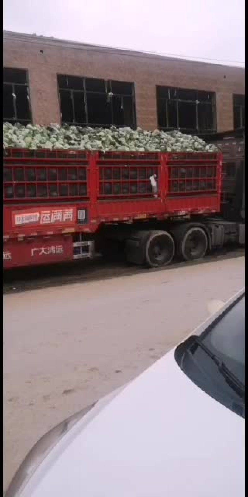 铁头甘蓝已上市，要朋友速度。