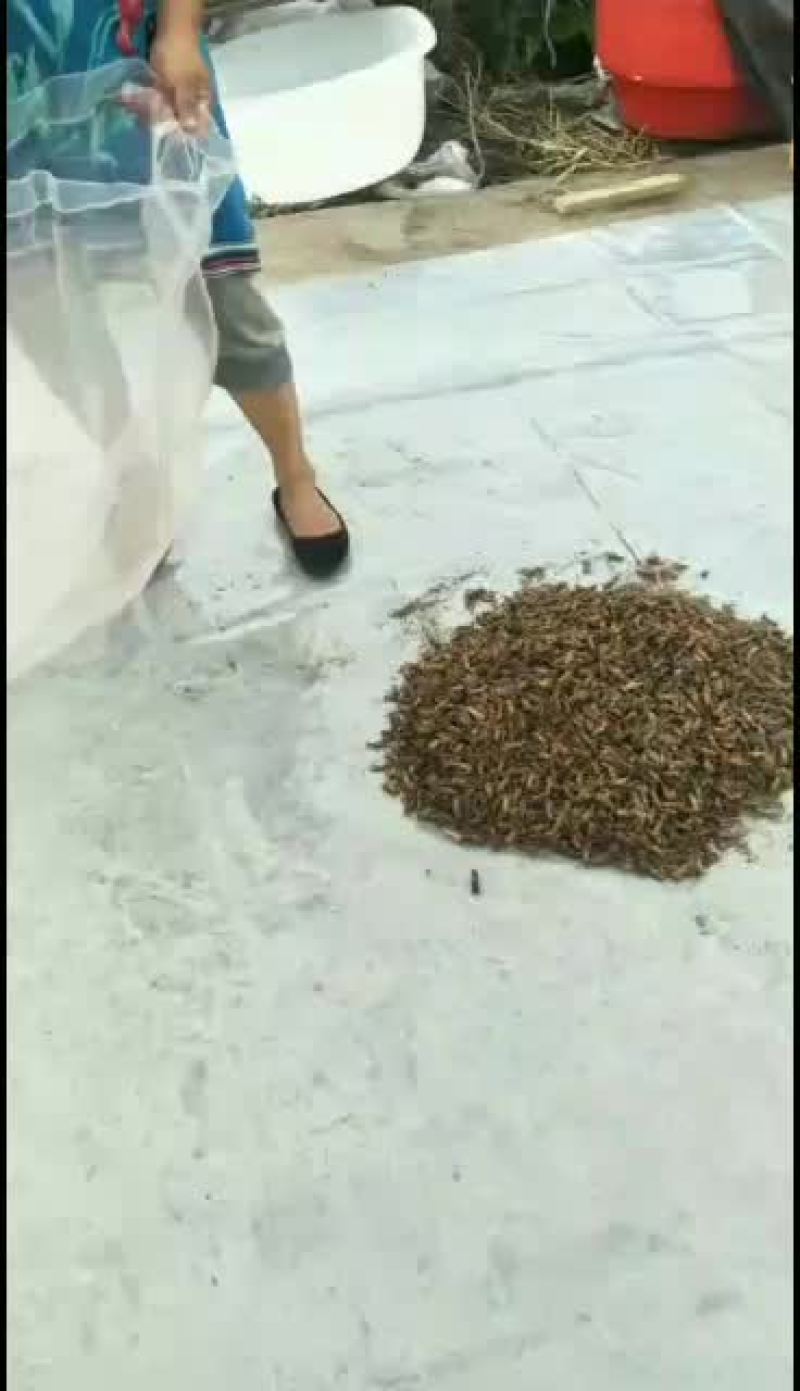 蝼蛄干货蝲蝲蛄速冻大量有货