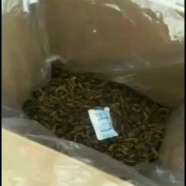 蝼蛄干货蝲蝲蛄速冻大量有货