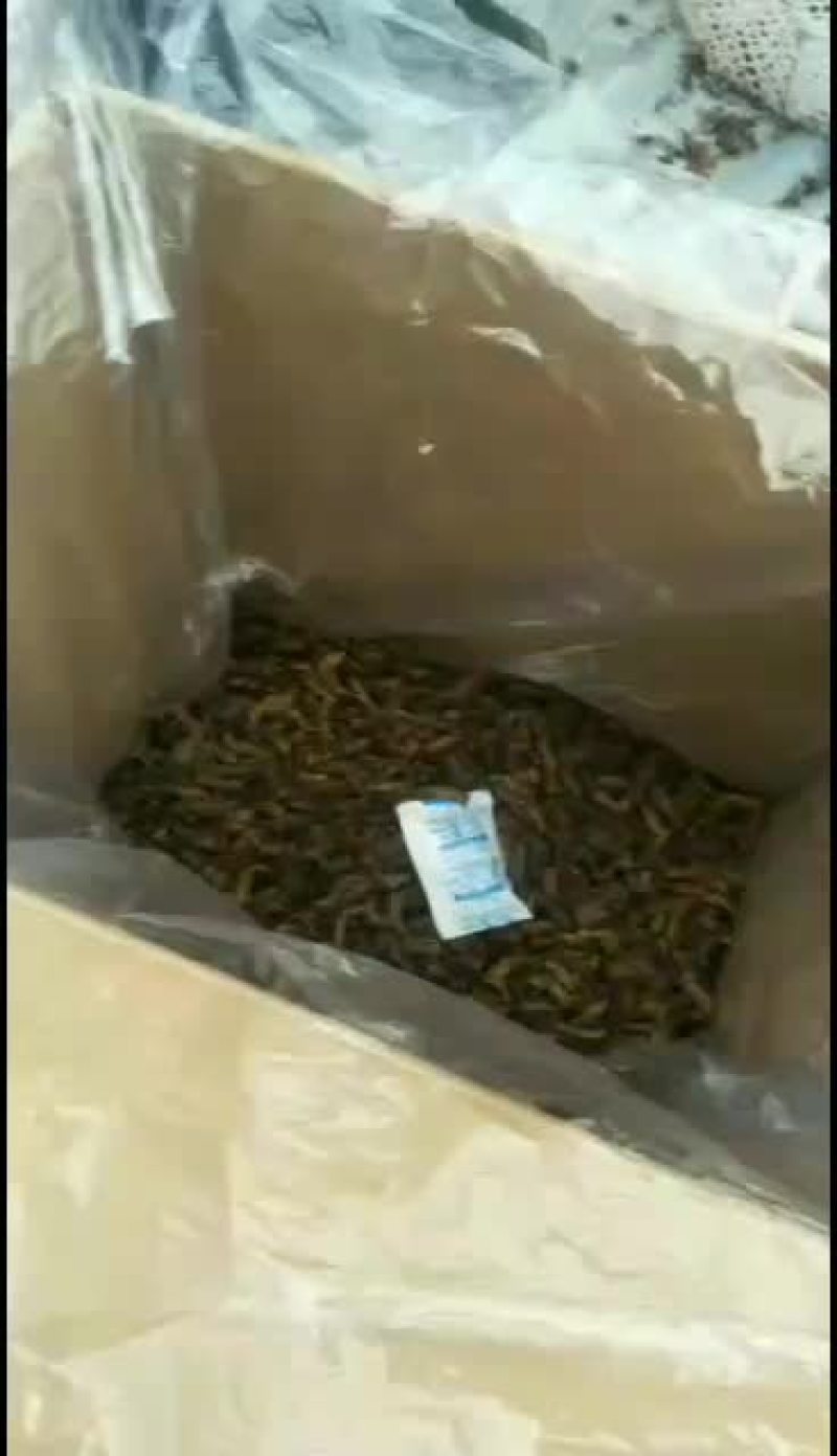 蝼蛄干货蝲蝲蛄速冻大量有货