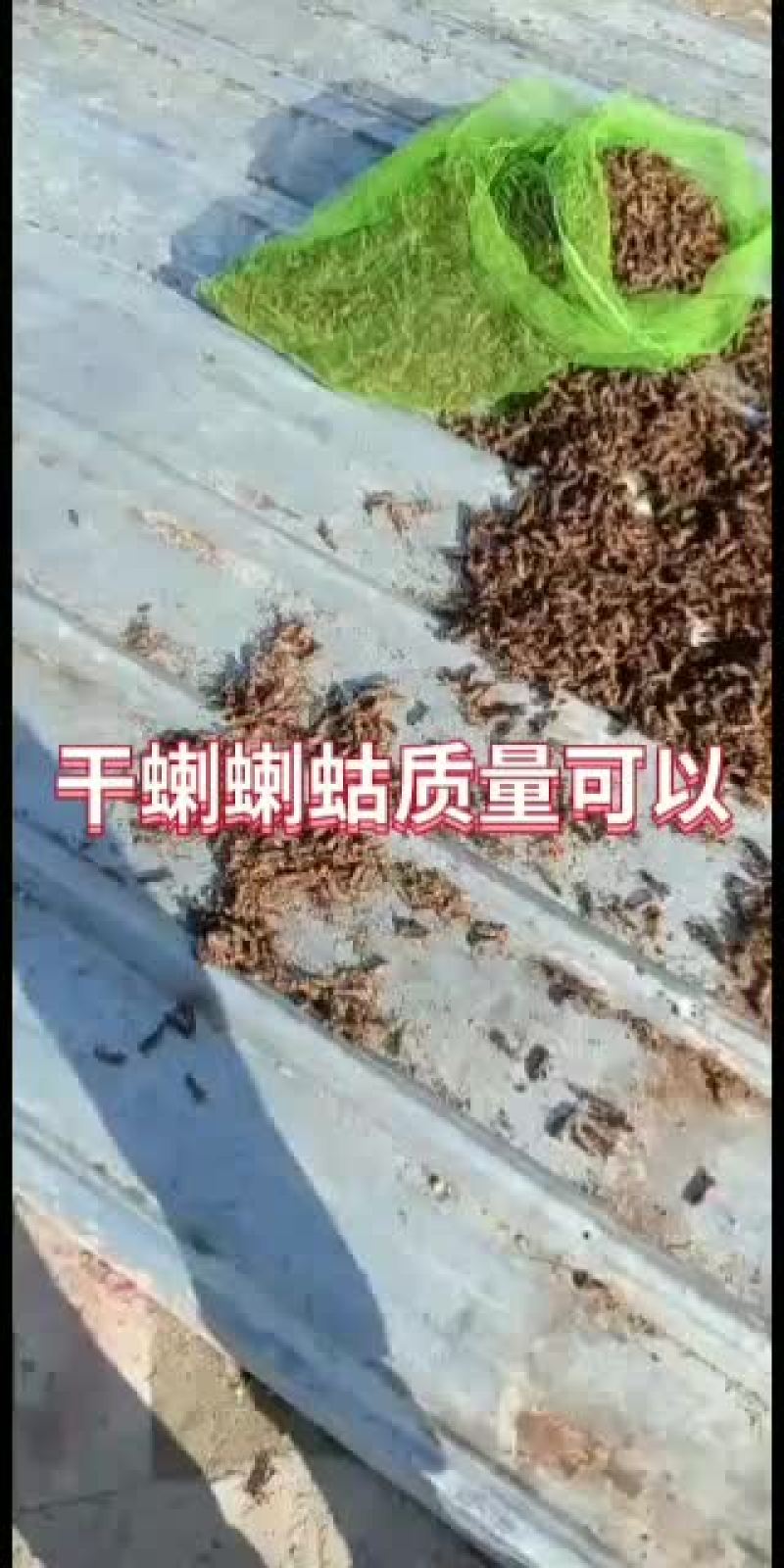蝼蛄干货蝲蝲蛄速冻大量有货
