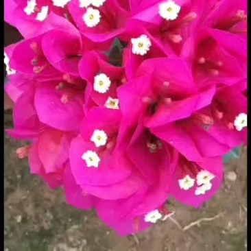 基地直销视频看货量大从优