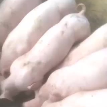 出售优质长大二元母猪，苏太母猪，大约克等各品种母猪，仔猪