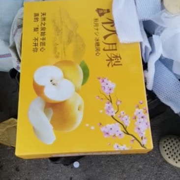 山东莱西精品秋月梨梨