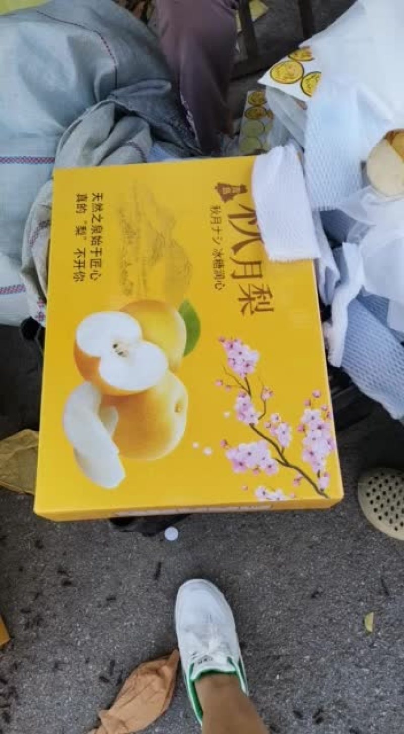山东莱西精品秋月梨梨