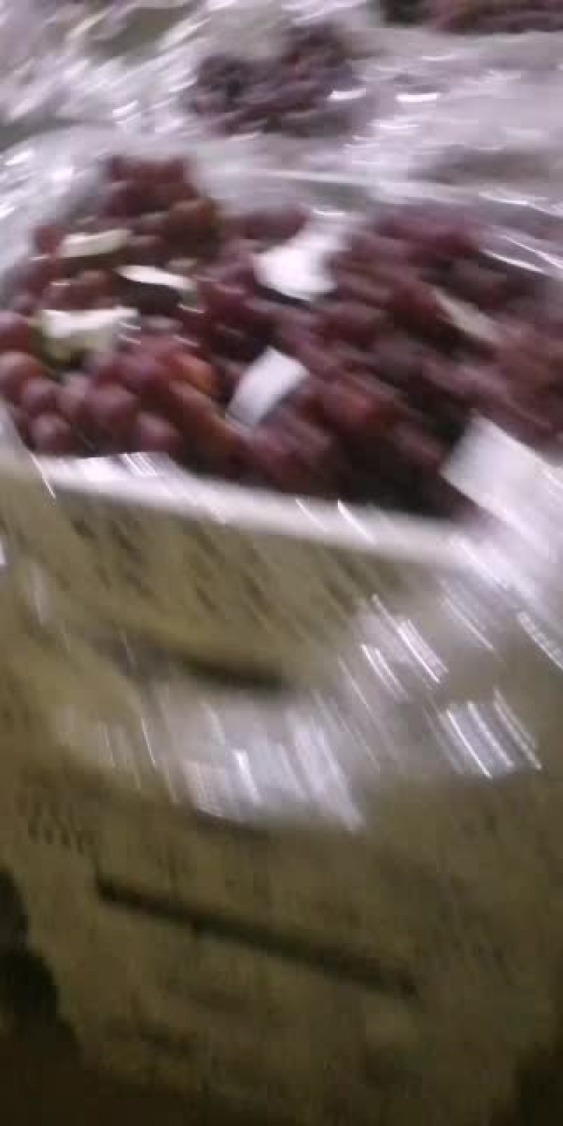 河北威县陆地巨峰葡萄