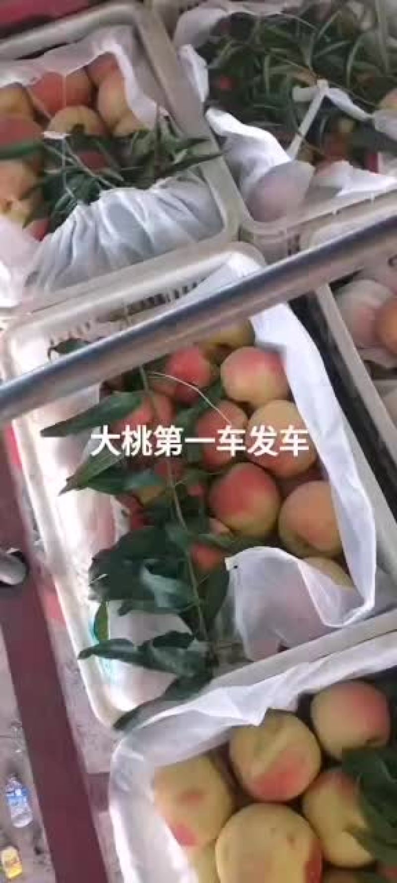 河北威县陆地巨峰葡萄