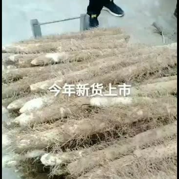 山西麻山药，新品上市