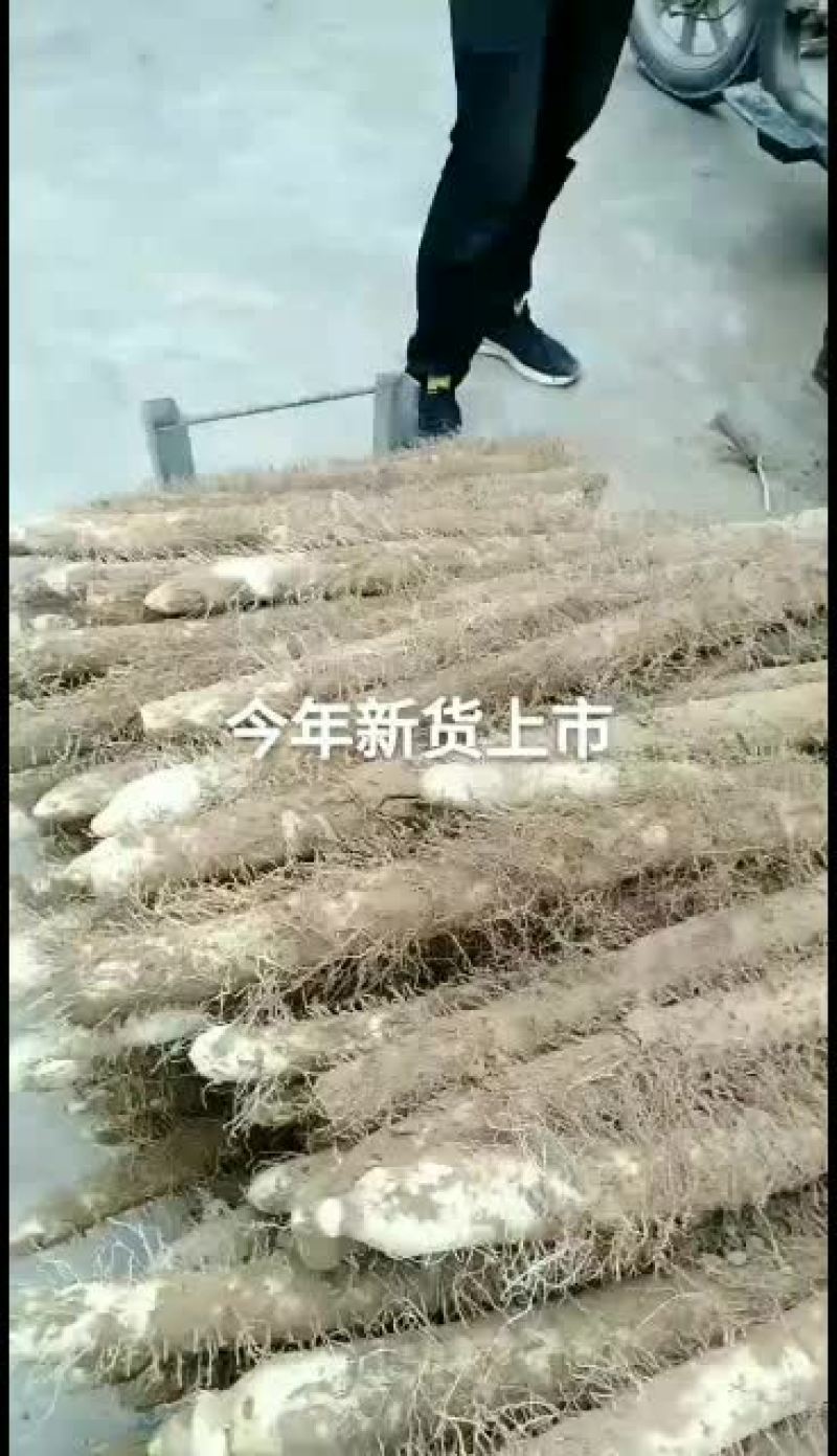 山西麻山药，新品上市