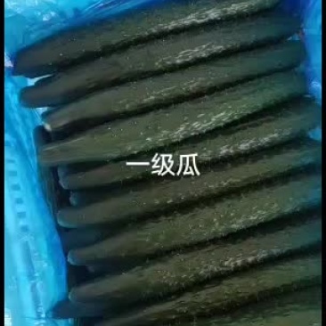 精品黄瓜实力代收天天有货一二三级均有