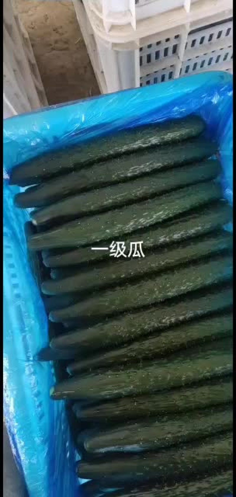 精品黄瓜实力代收天天有货一二三级均有