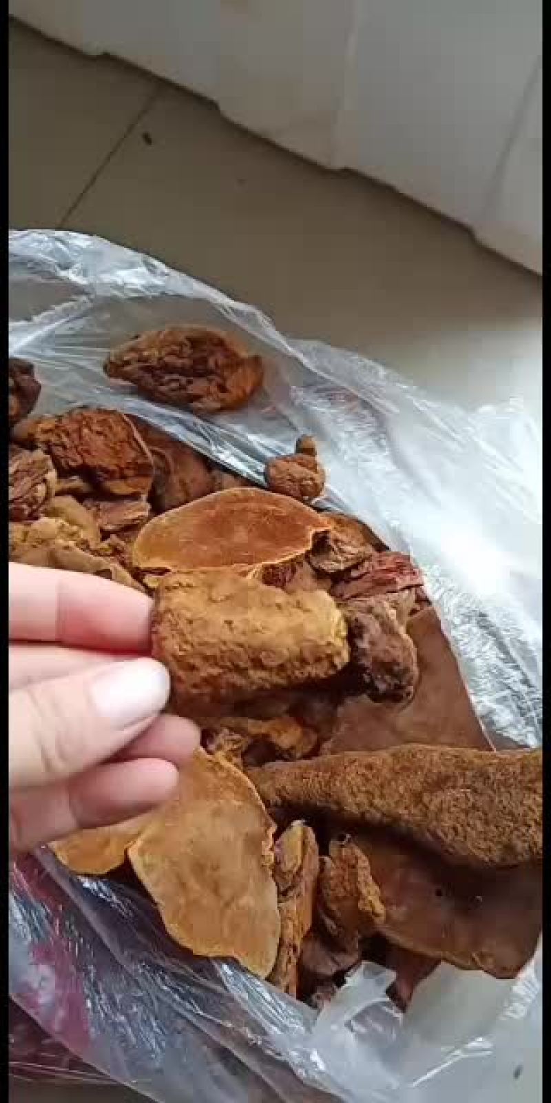桑黄大量批发走量，有货，