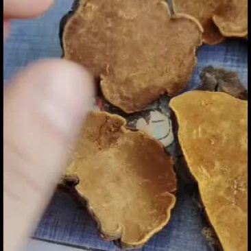 桑黄大量批发走量，有货，
